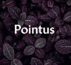 POINTUS